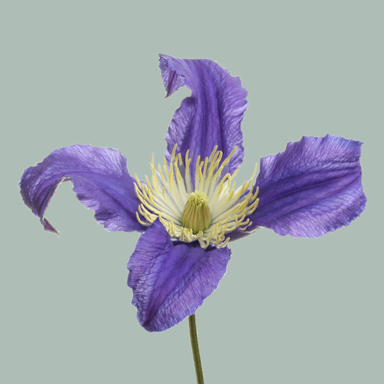 Clematis Blue Pirouette (10 Stems)