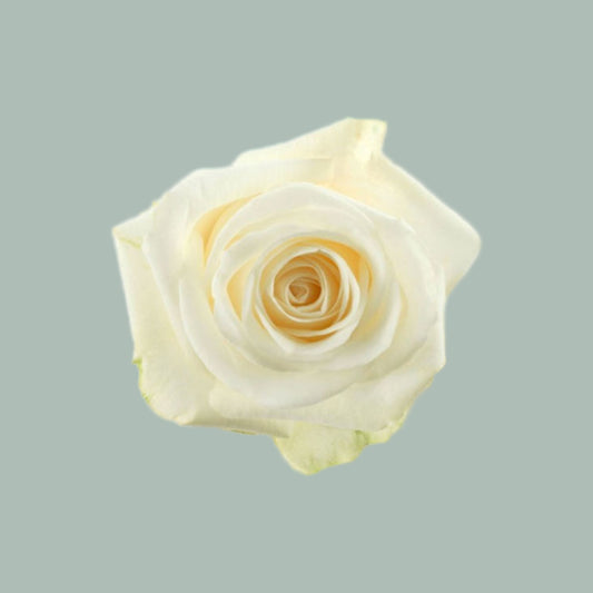 Rose Countdown (20 Stems)