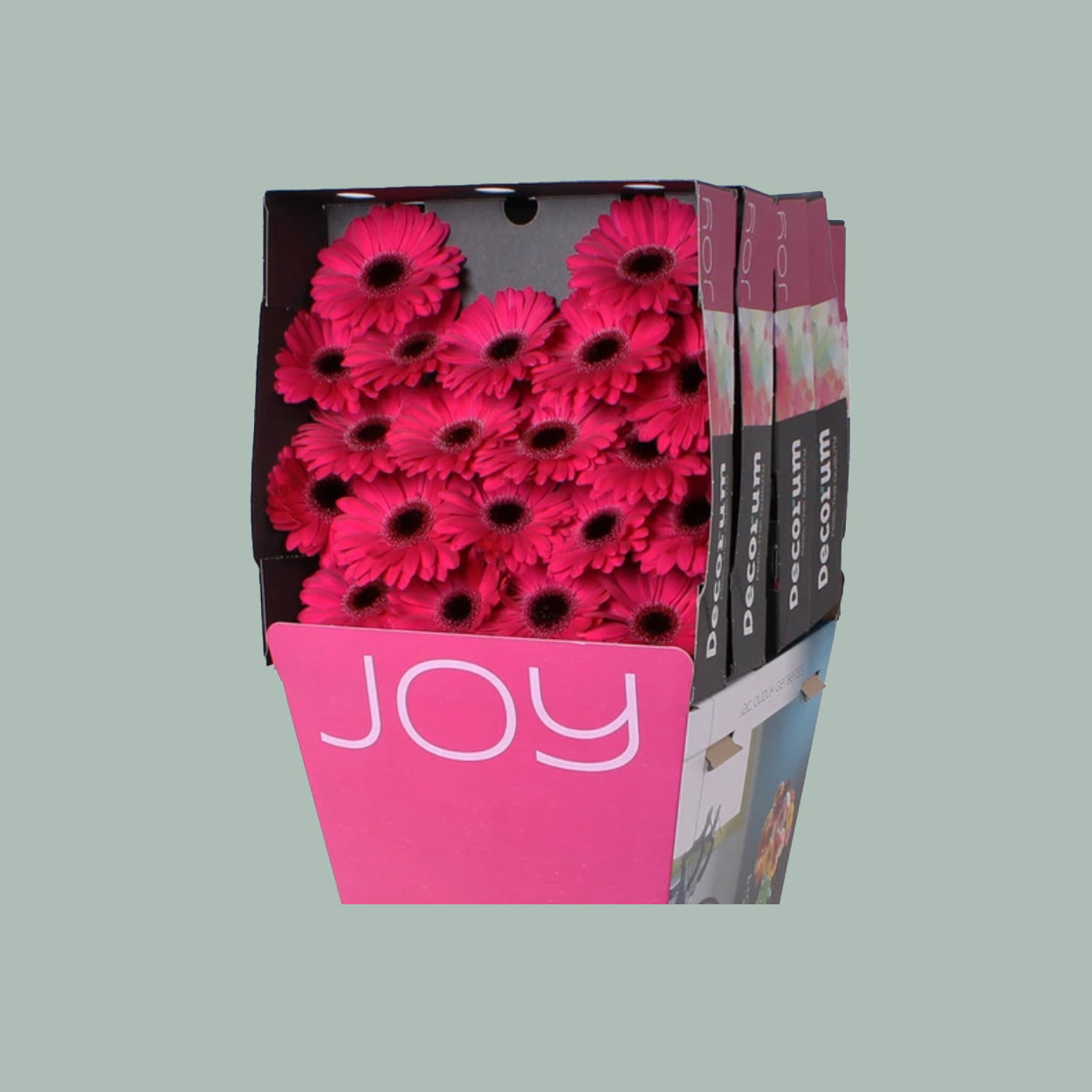 Germini Anna (20 Stems)