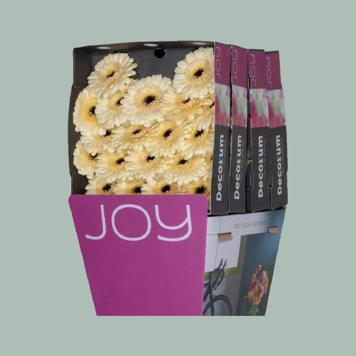 Germini Cafe (20 Stems)