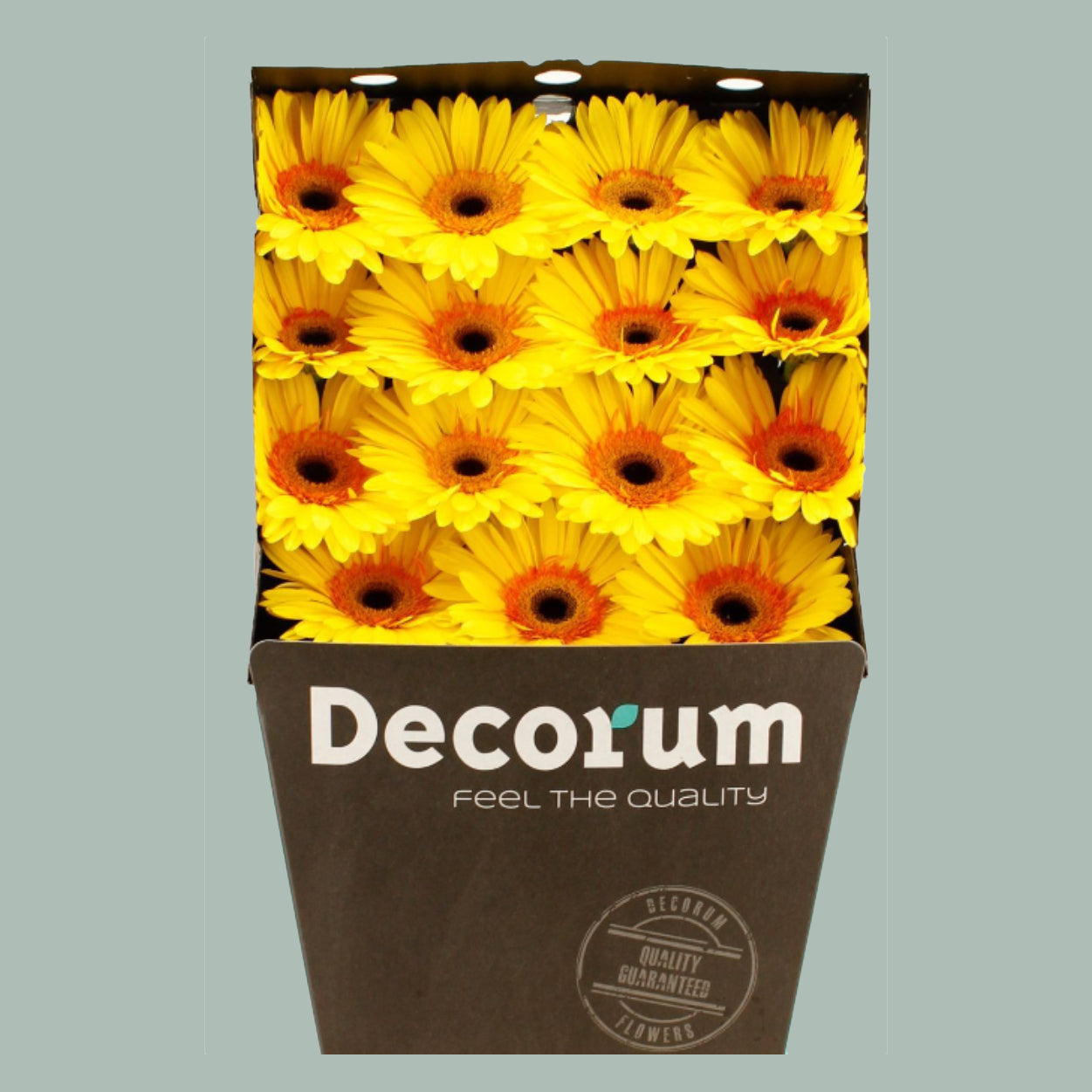 Gerbera Large Apollo (15 Stems)