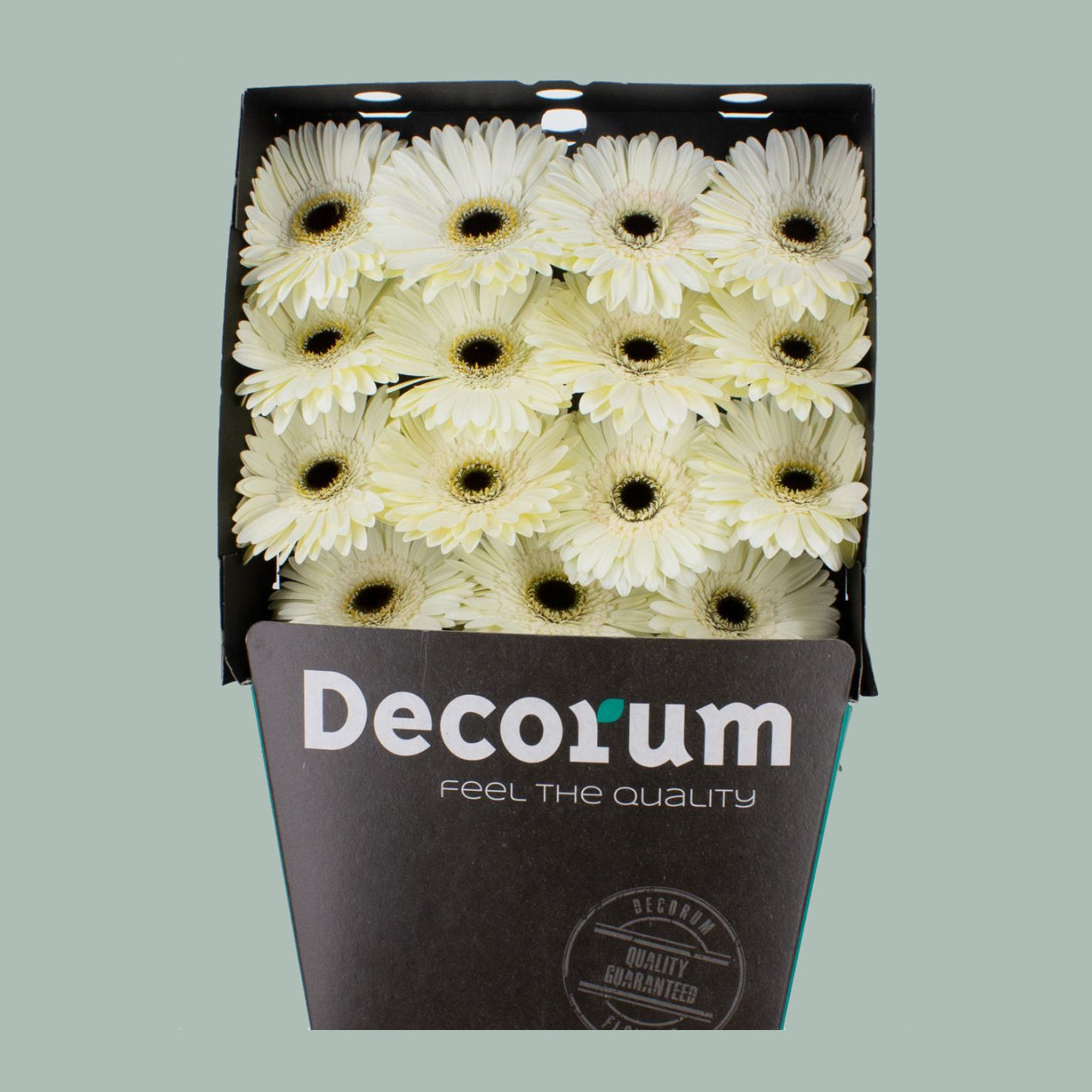 Gerbera Large White House (15 Stems)