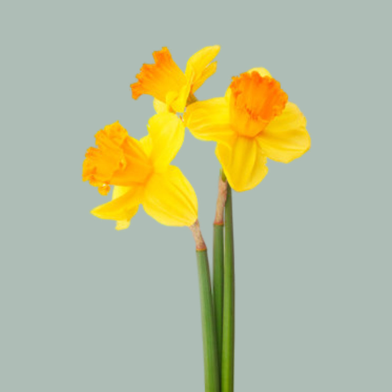Daffodil Pencil Bunch (400 Stems)