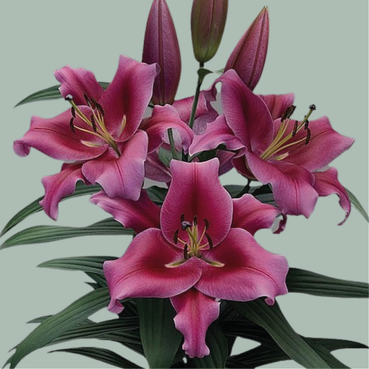 Lily Oriental Dalian (10 Stems)