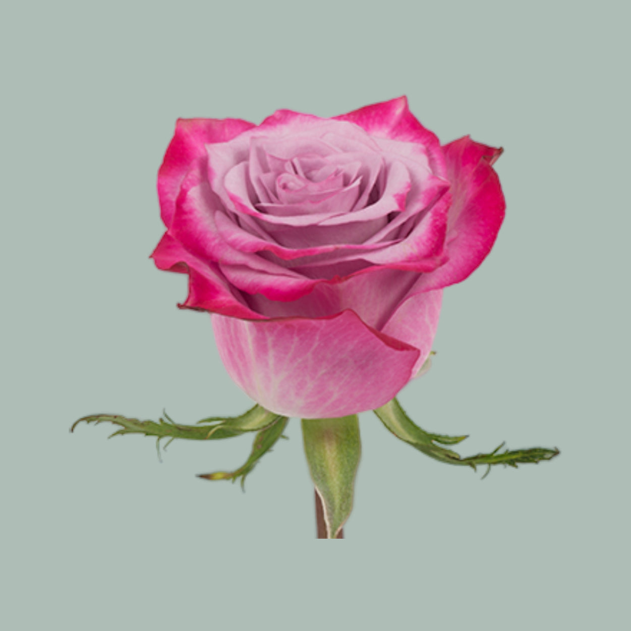 Rose Deep Purple (20 Stems)