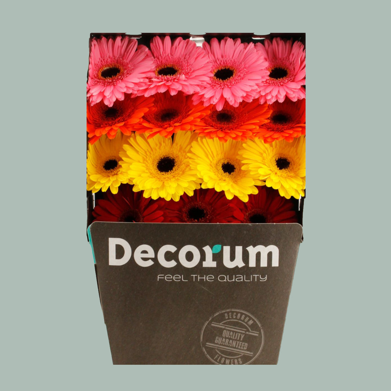 Gerbera Large Mix (15 Stems)