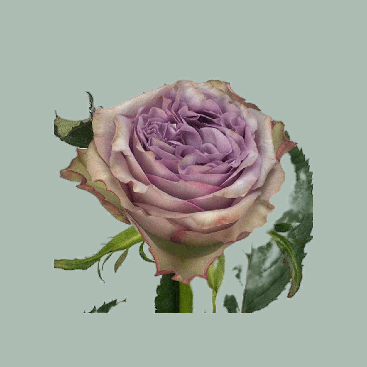 Rose Dolcetto! (20 Stems)
