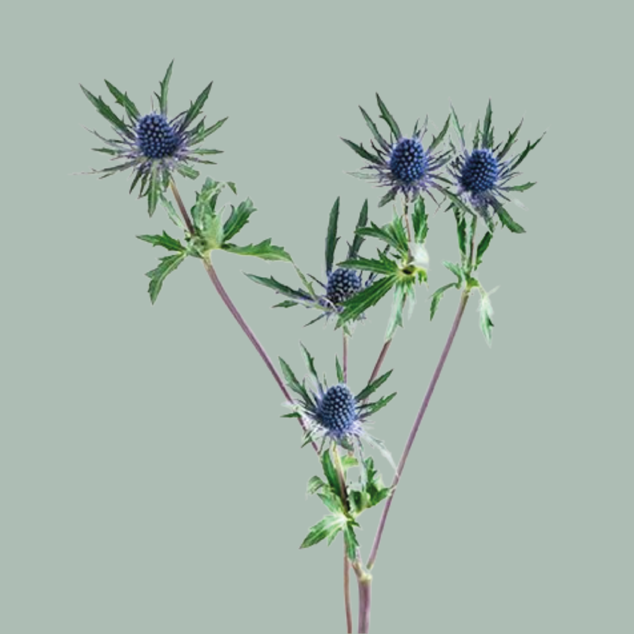 Eryngium (Thistle)