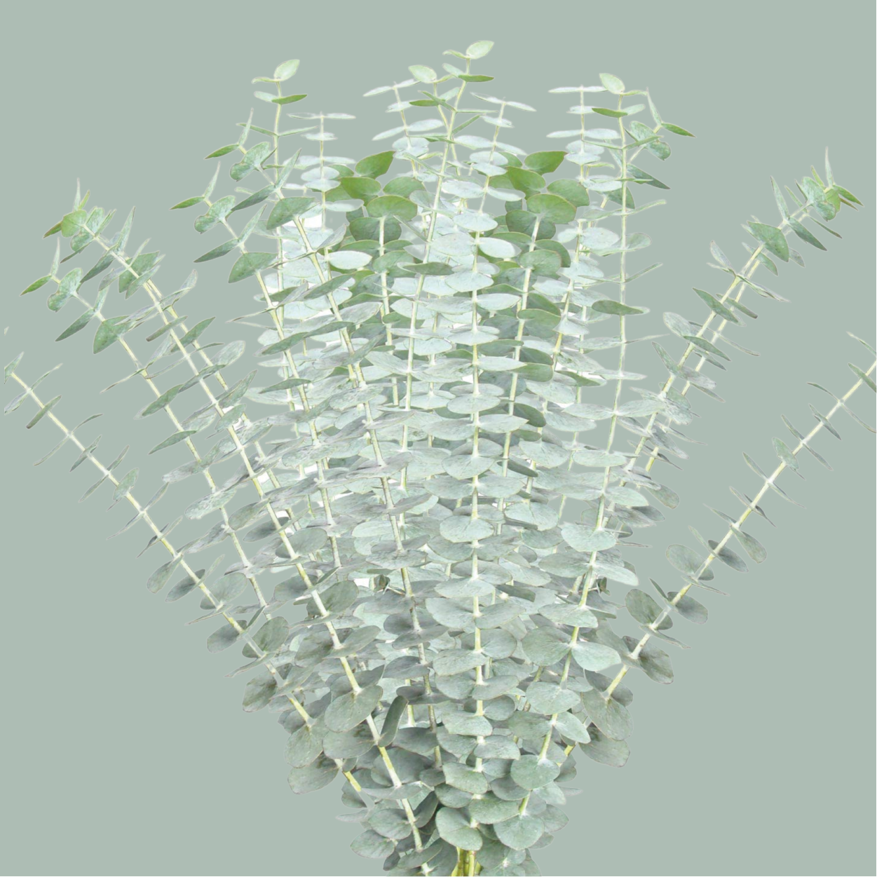 Dec Eucalyptus Baby Blue (5 Bunches)