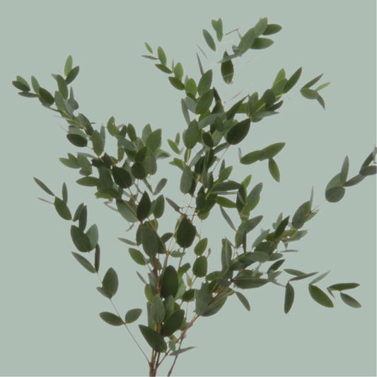 Dec Eucalyptus Parvifolia