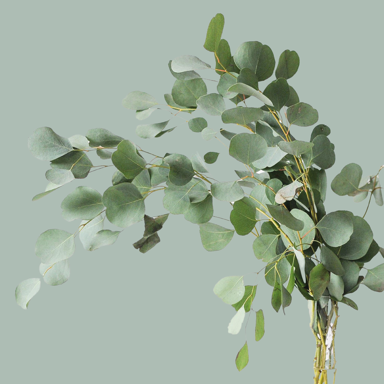 GR Eucalypthus Populus (5 Bunches)