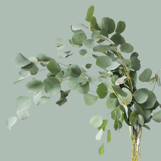 Dec Eucalyptus Populus (5 Bunches)