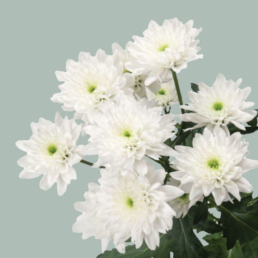Chrysanthemum Spray Euro White (20 Stems)