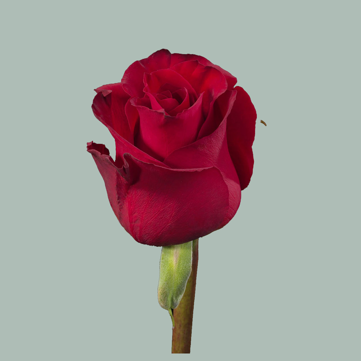 Single Red Rose - Flooers