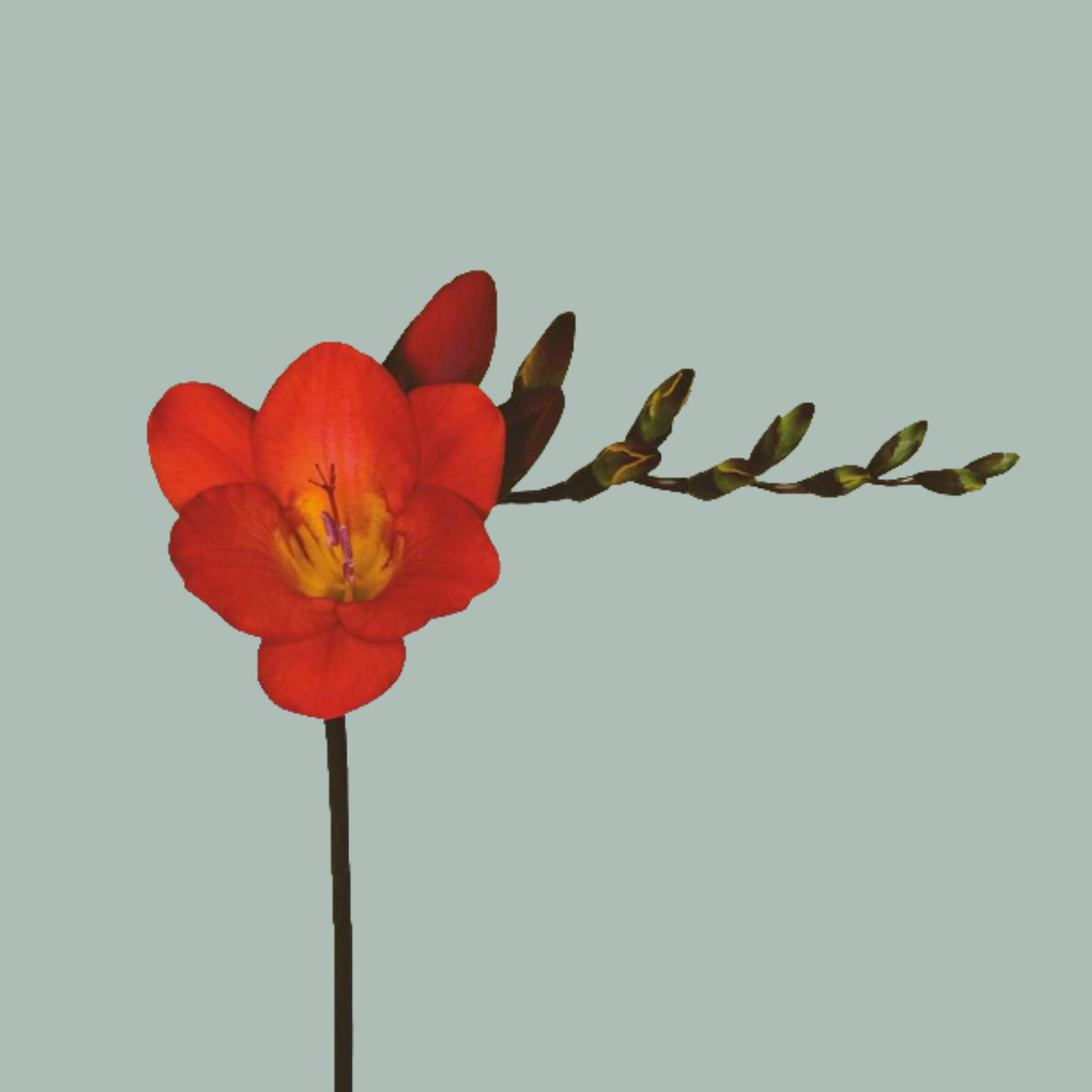Freesia Red Passion (50 Stems)
