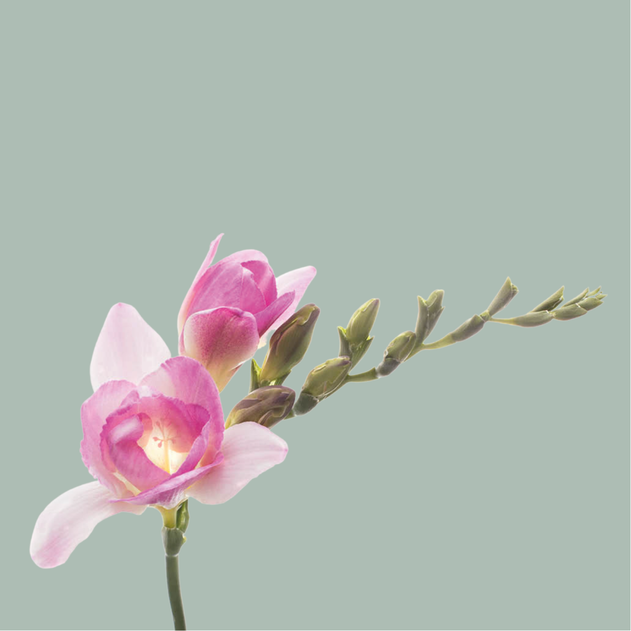 Freesia Monaco (50 Stems)