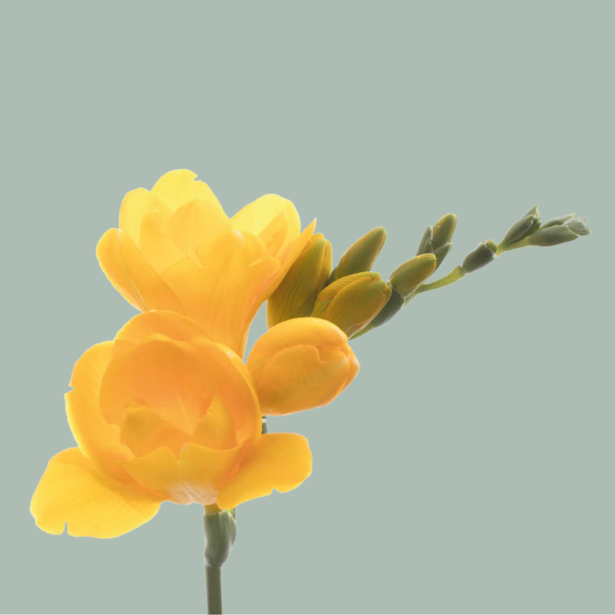 Freesia Marseille (50 Stems)