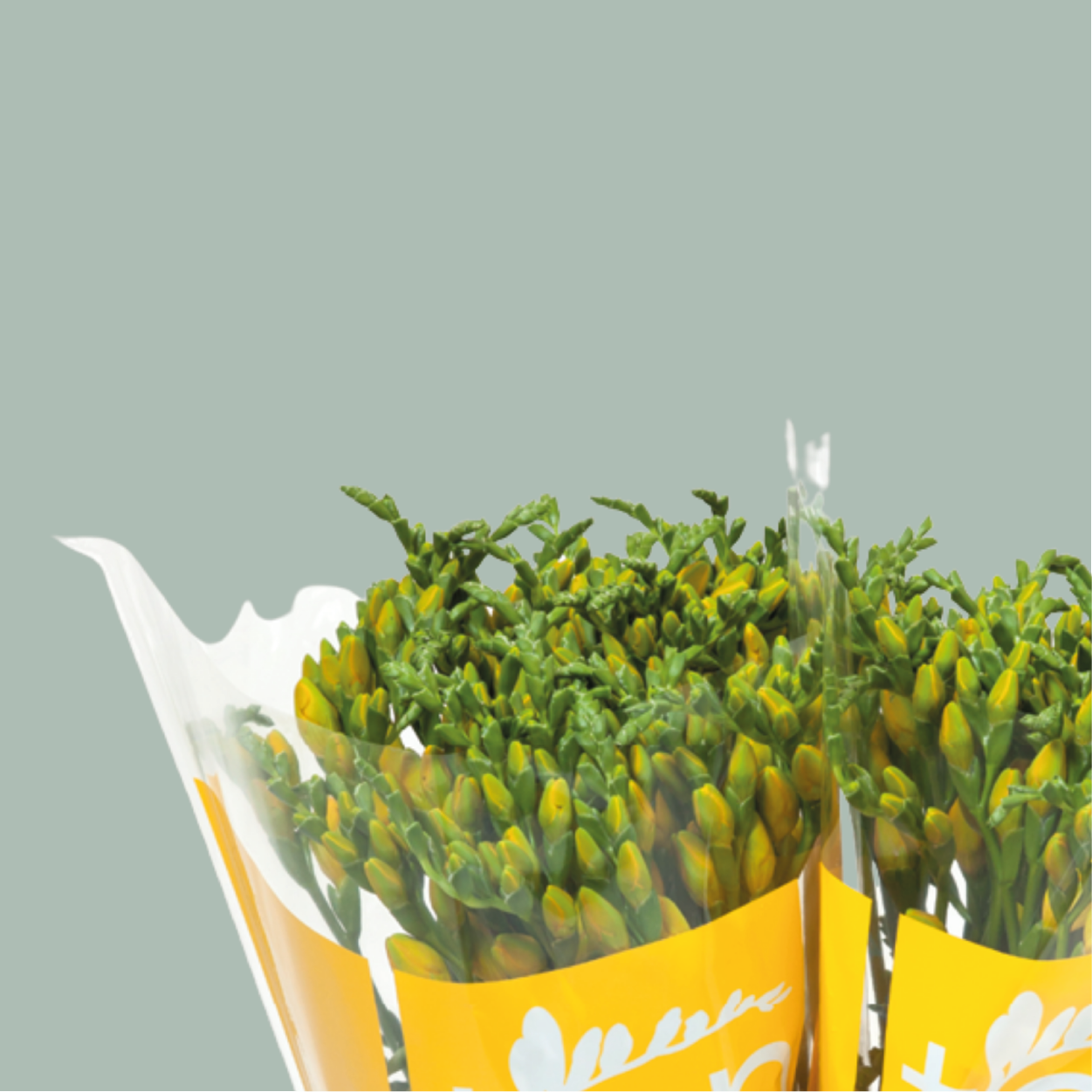 Freesia Marseille (50 Stems)