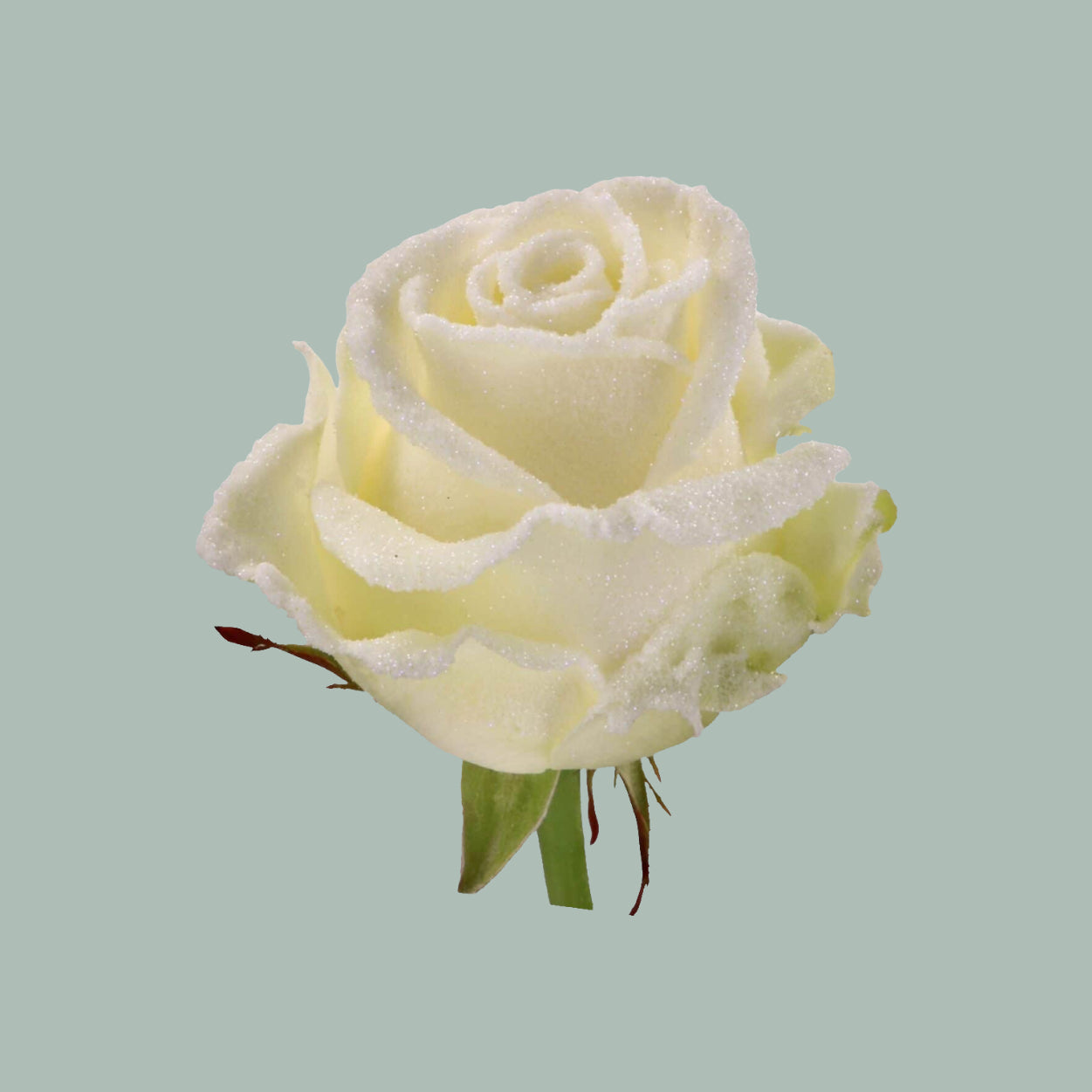 Rose Frost Avalanche (20 Stems)