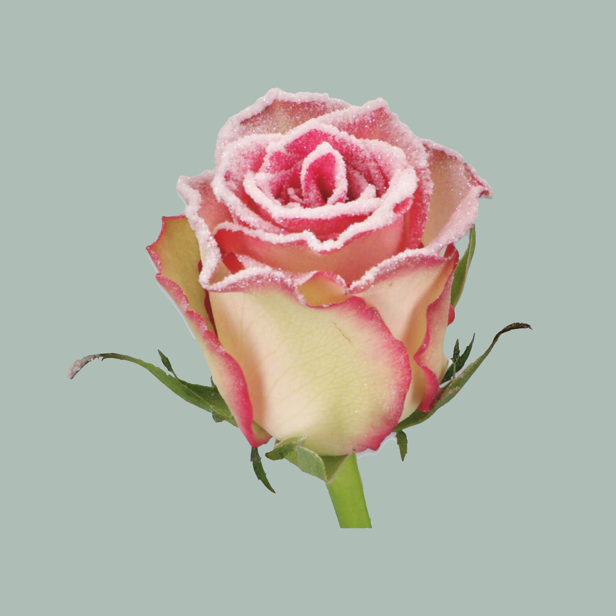 Rose Frost Monique (20 Stems)
