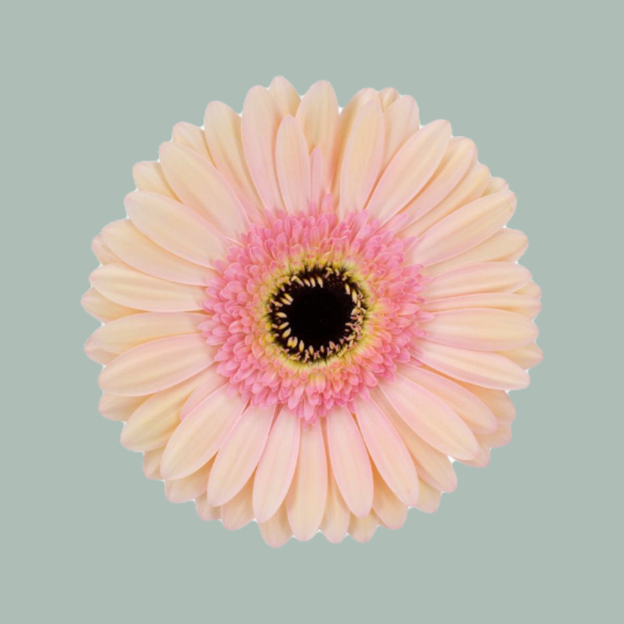 Gerbera Large Alliance (15 Stems)