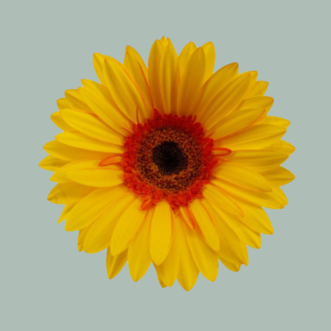 Gerbera Large Apollo (15 Stems)