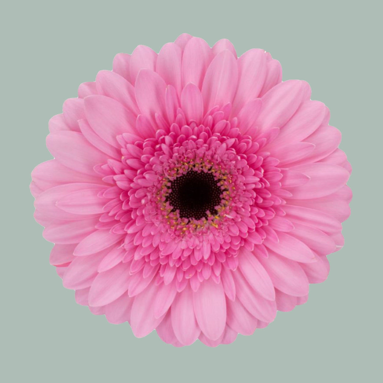 Gerbera Mozart (15 Stems)