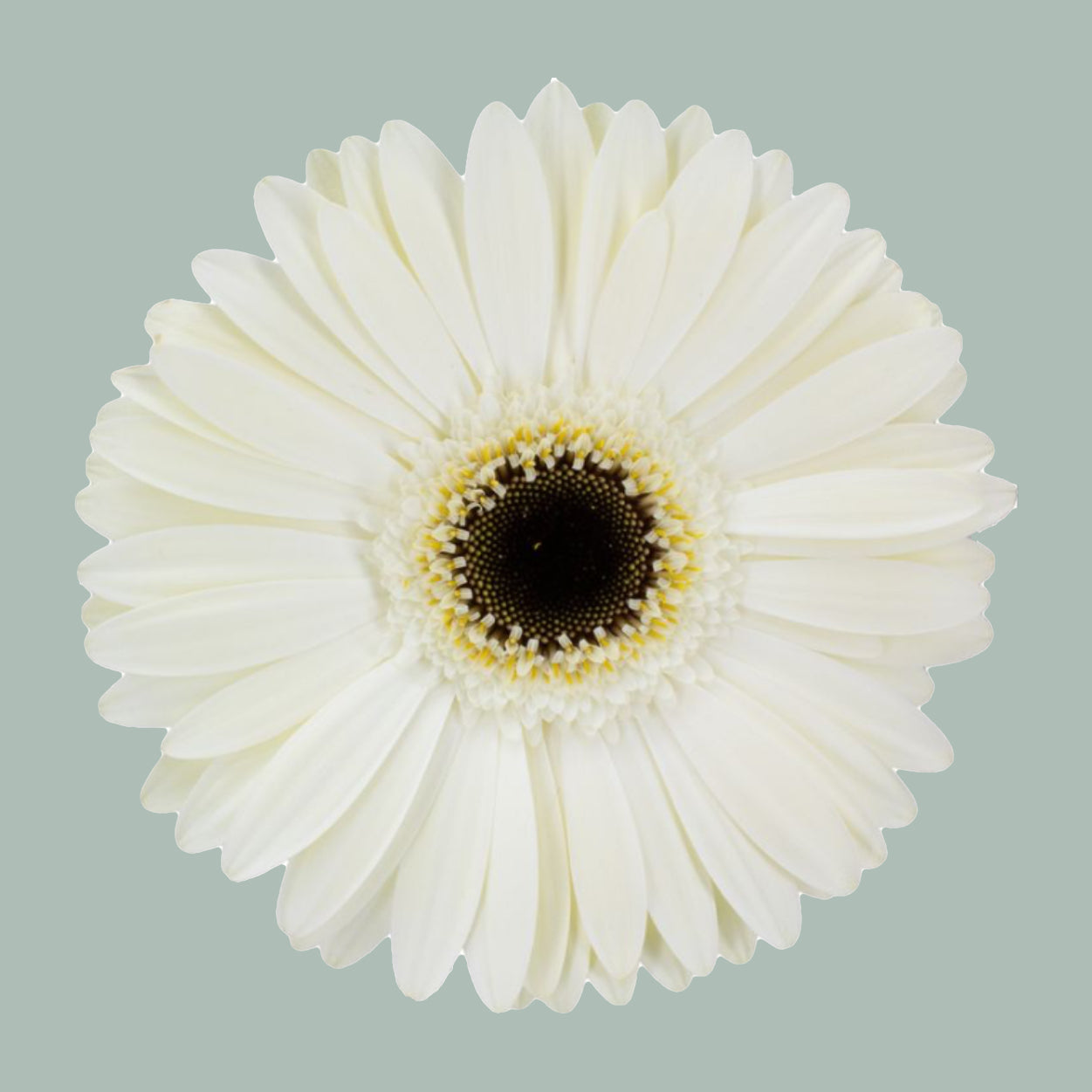 Gerbera Large White House (15 Stems)