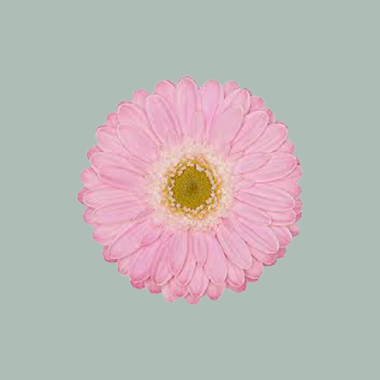 Germini Babble (20 Stems)