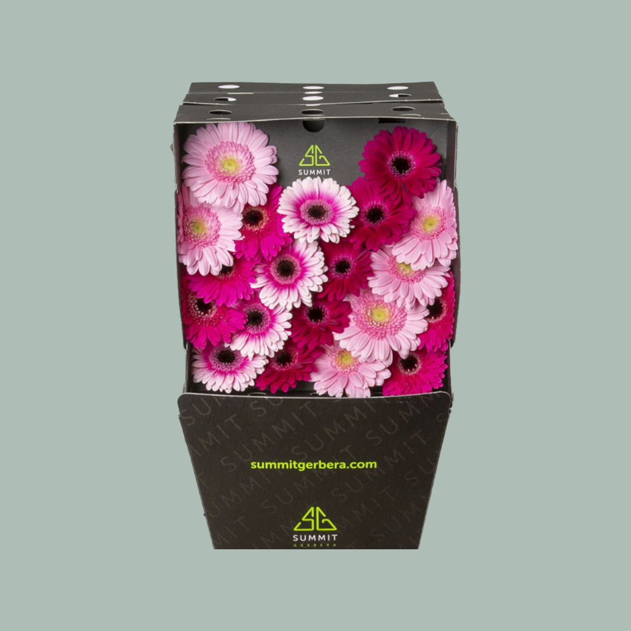 Germini Purple Mix (20 Stems)