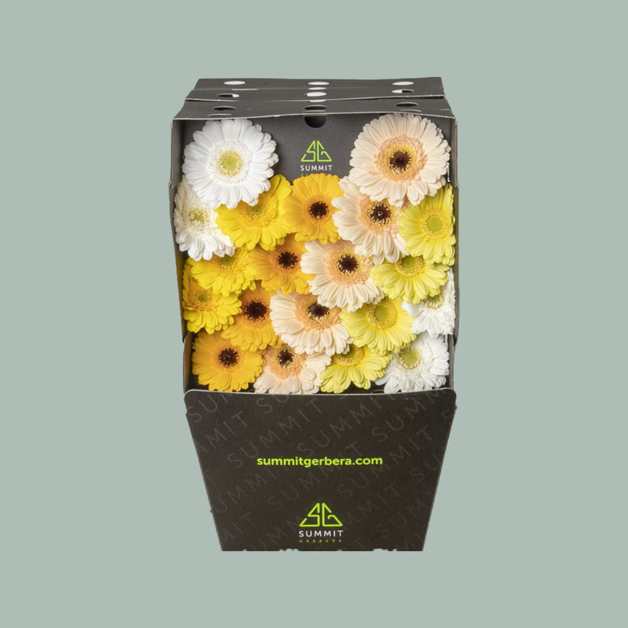 Germini Dream Mix Yellow (20 Stems)