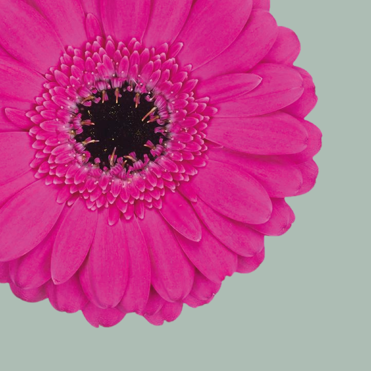Germini Anna (20 Stems)