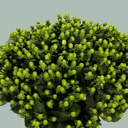 Hypericum Coco Bamboo (10 Stems)