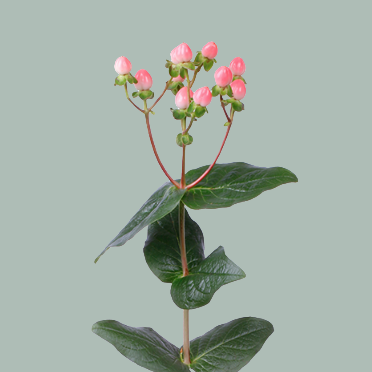 Hypericum Coco Casino (30 Stems)