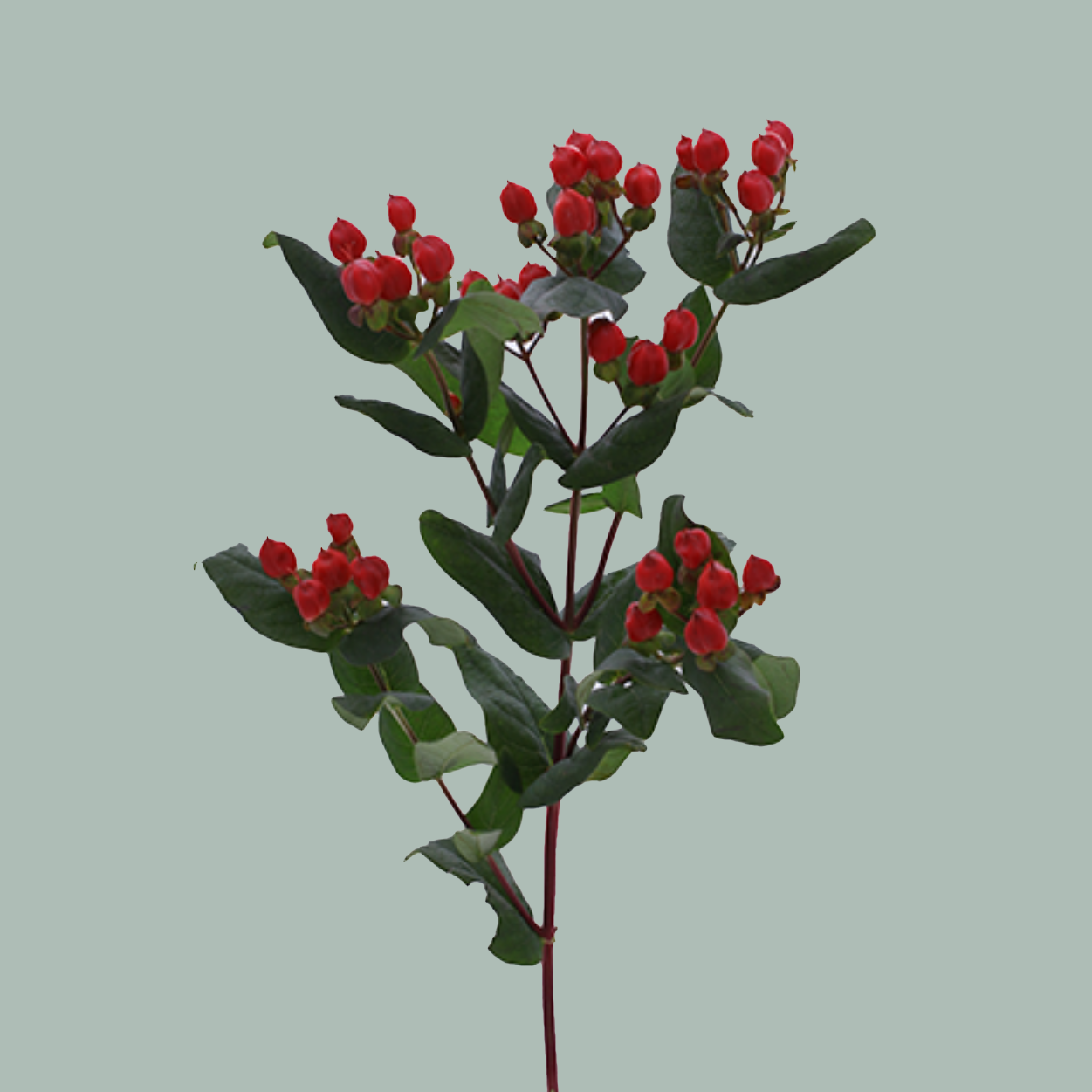 Hypericum Coco Diablo (30 Stems)