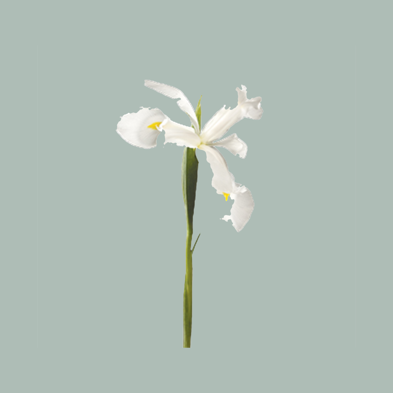 Iris Casablanca (50 Stems)