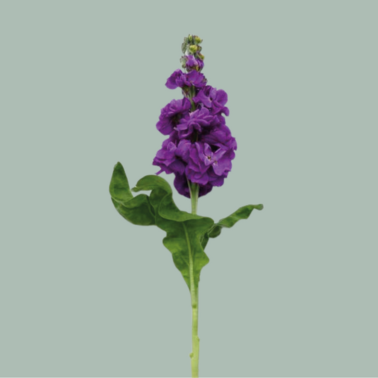 Matthiola Iron Purple (10 Stems)