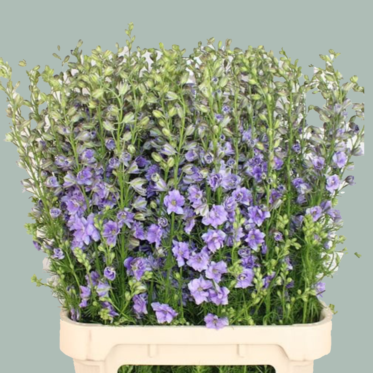 Larkspur Lilac (10 Stems)