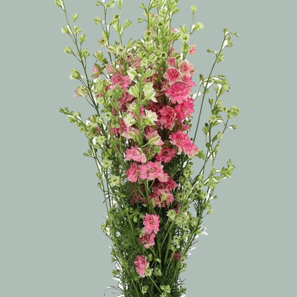 Larkspur Premium Pink Sensation (10 Stems)