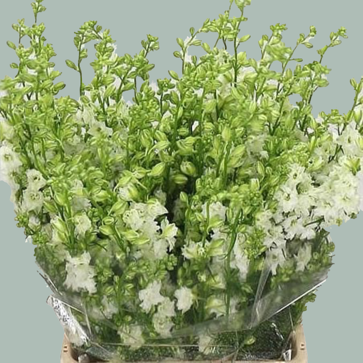 Larkspur White (10 Stems)