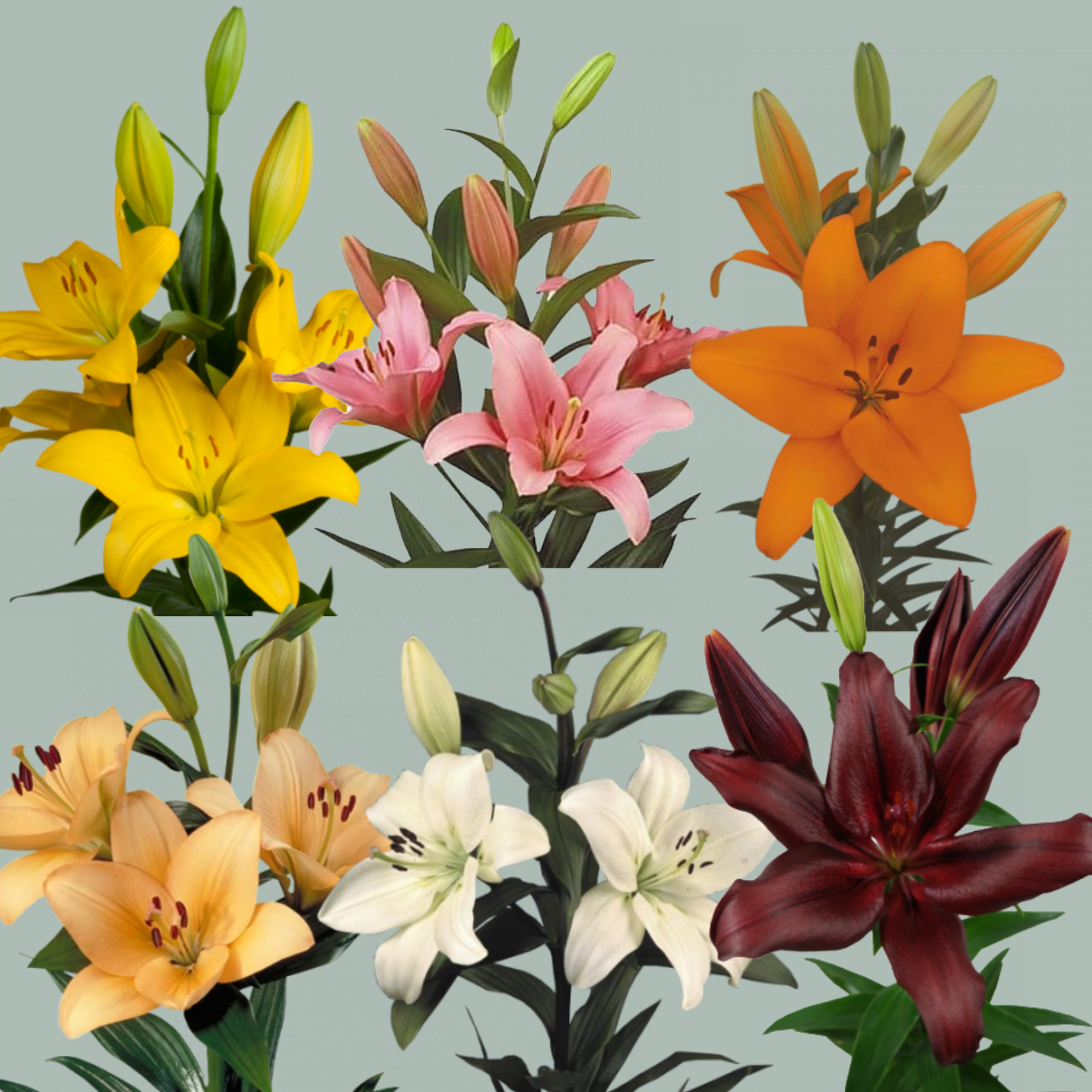 Lily LA Mix Variable (60 Stems)