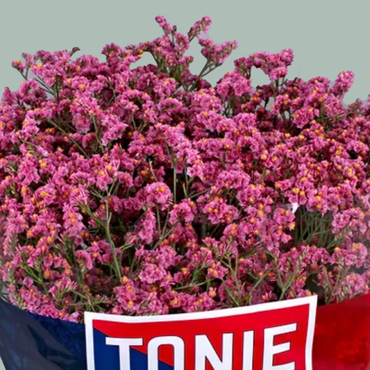 Limonium Princess Diamond (25 Stems)