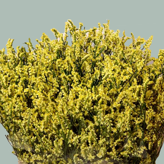 Limonium Spring Diamond (25 Stems)