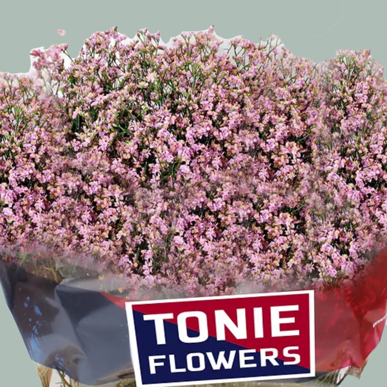 Limonium Sugar Diamond (25 Stems)