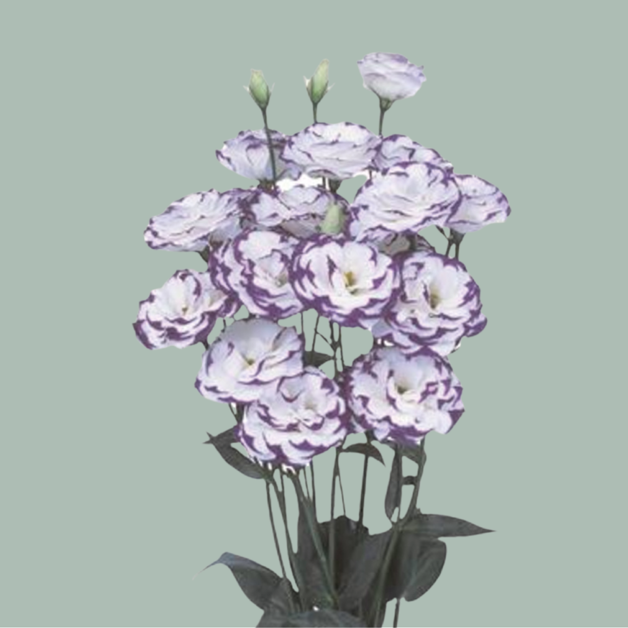 Eustoma Piccolo Excalibur Blue (10 Stems)