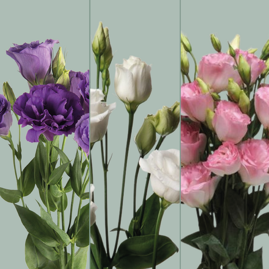 Lisianthus Mixed Box (60 Stems)