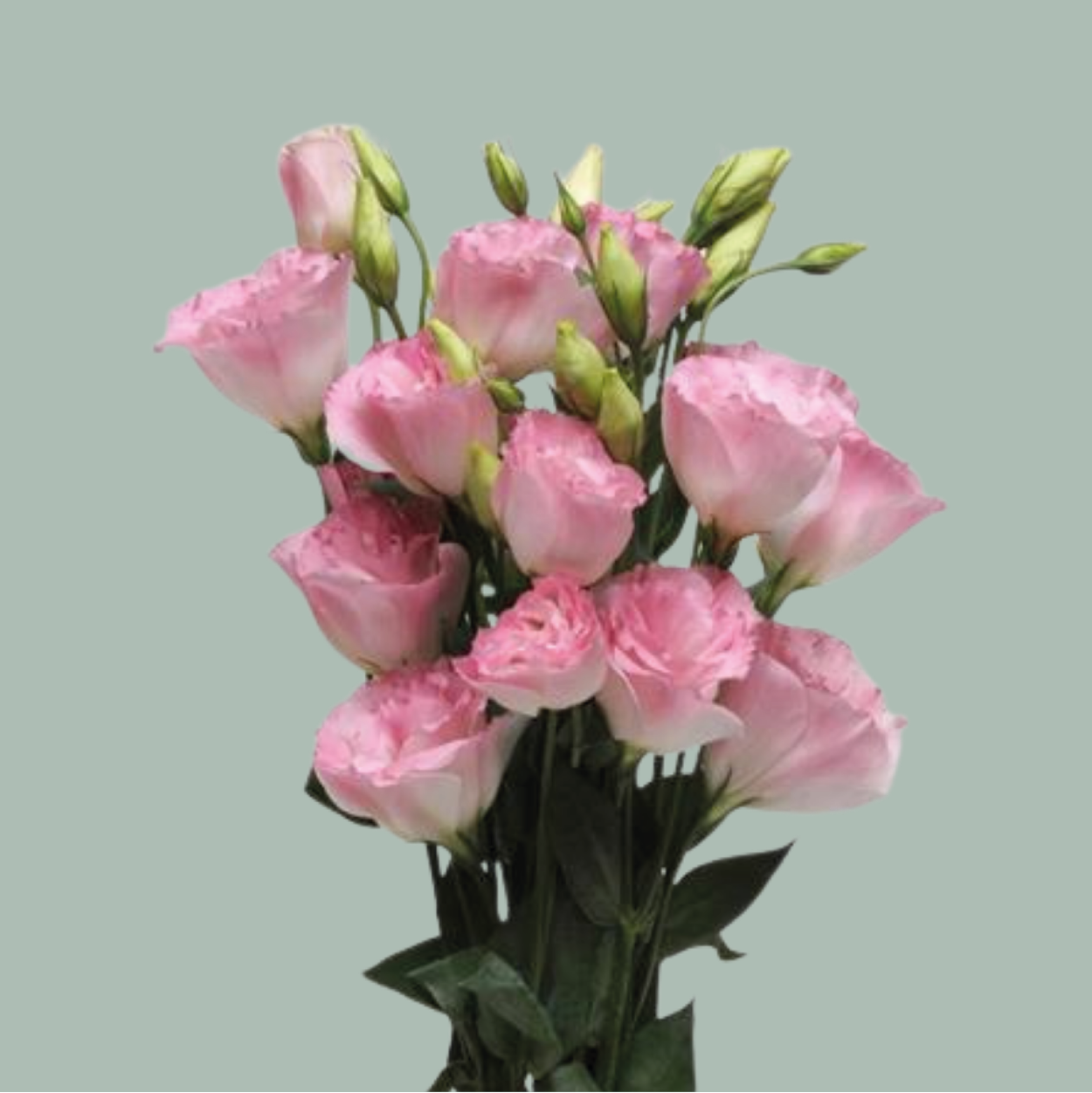 Lisianthus Mixed Box (60 Stems)