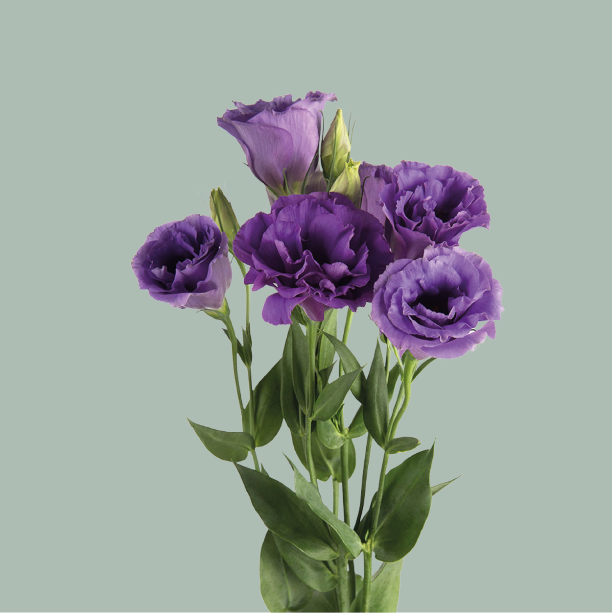 Lisianthus Rosita Blue (10 Stems)