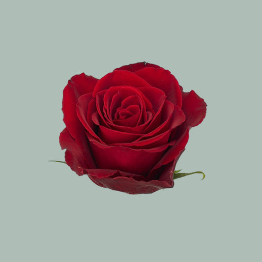 Rose Madam Red 40-70cm (20 Stems)