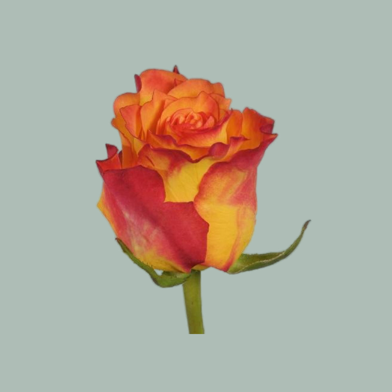 Rose Marie Claire! (20 Stems)